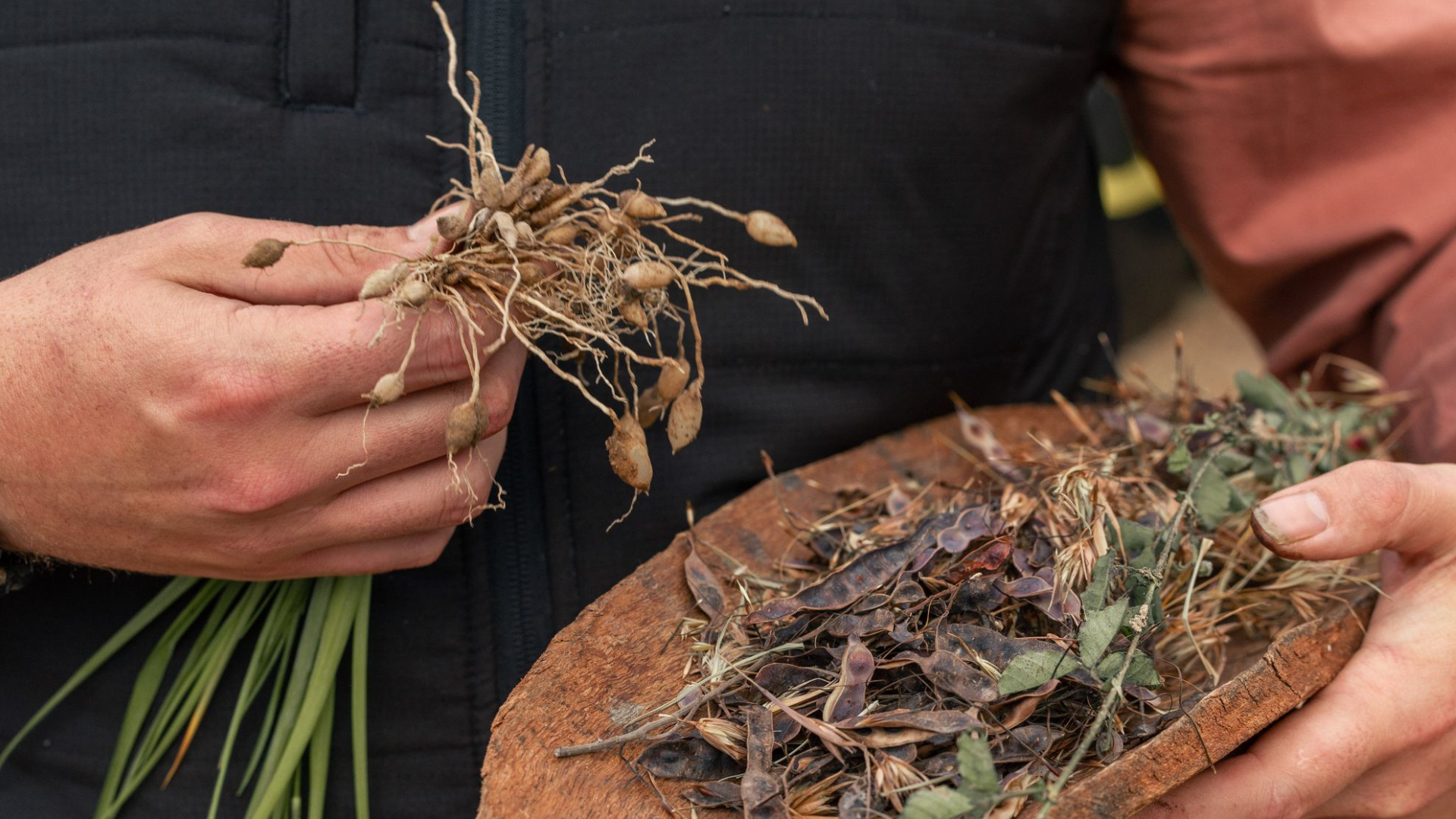 Close up of hand holding bush foods pulled out of the ground.